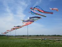 五月の荒川サイクリングに季節の移ろいを感じる