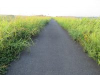 自転車の前を飛ぶ鳥のこと