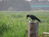 農道のカラス